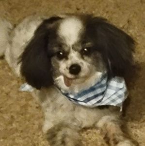 Meet your Posher, Dawn